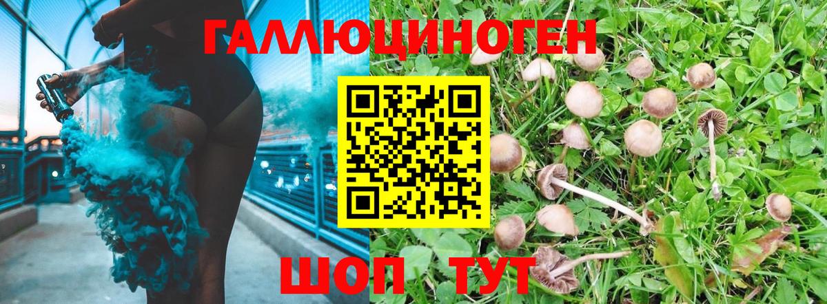 Павловский Посад  Галлюциногенные грибы Psilocybine cubensis  Вход с VPN 